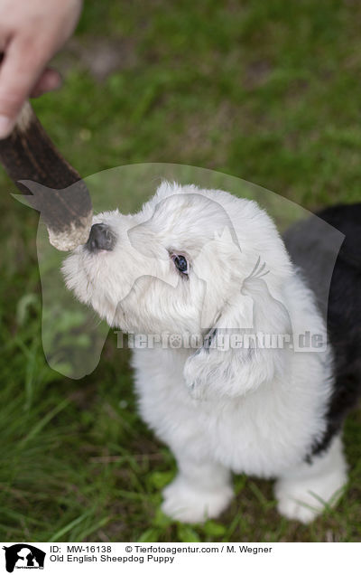 Bobtail Welpe / Old English Sheepdog Puppy / MW-16138