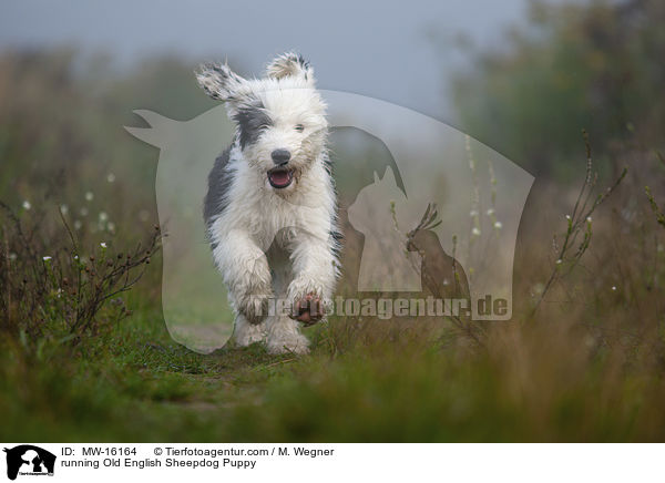 rennender Bobtail Welpe / running Old English Sheepdog Puppy / MW-16164