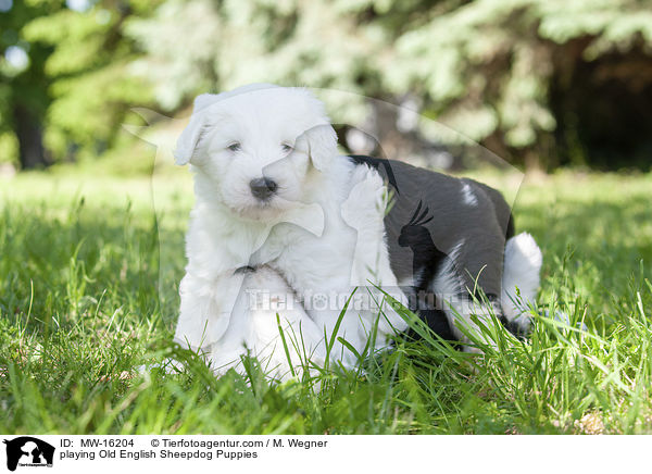 spielende Bobtail Welpen / playing Old English Sheepdog Puppies / MW-16204