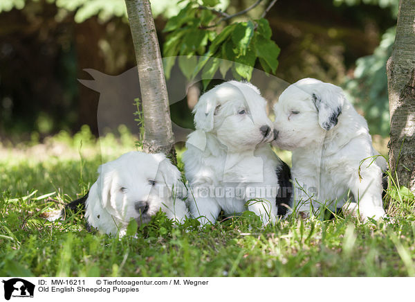 Bobtail Welpen / Old English Sheepdog Puppies / MW-16211