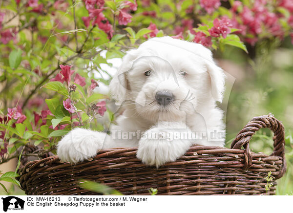 Bobtail Welpe im Krbchen / Old English Sheepdog Puppy in the basket / MW-16213