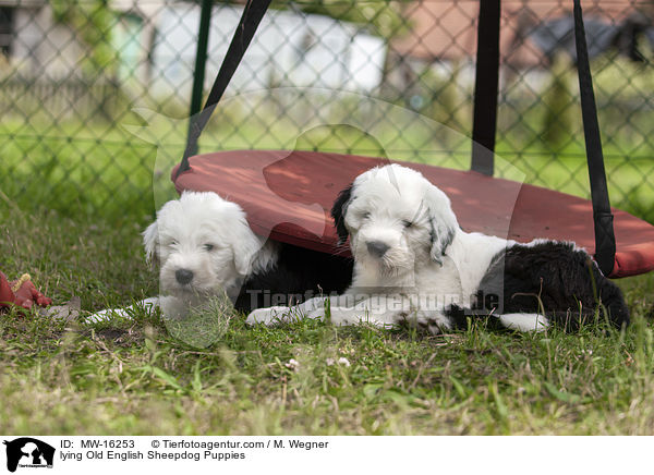 liegende Bobtail Welpen / lying Old English Sheepdog Puppies / MW-16253