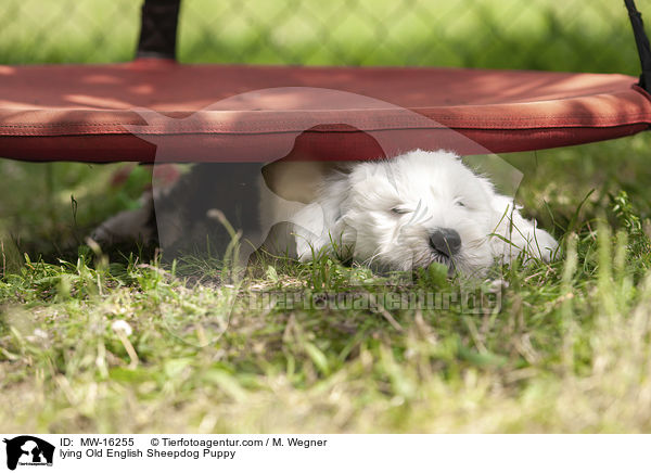 liegender Bobtail Welpe / lying Old English Sheepdog Puppy / MW-16255