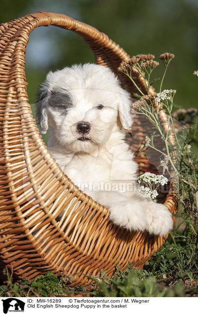 Bobtail Welpe im Krbchen / Old English Sheepdog Puppy in the basket / MW-16289