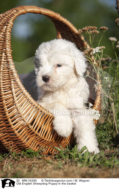 Bobtail Welpe im Krbchen / Old English Sheepdog Puppy in the basket / MW-16290