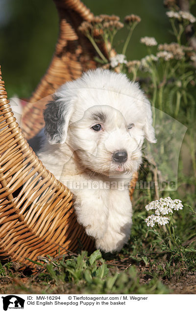 Bobtail Welpe im Krbchen / Old English Sheepdog Puppy in the basket / MW-16294