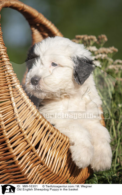 Old English Sheepdog Puppy in the basket / MW-16301