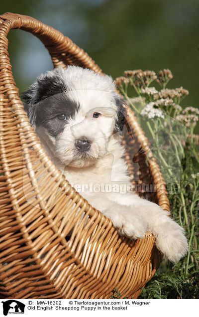 Bobtail Welpe im Krbchen / Old English Sheepdog Puppy in the basket / MW-16302