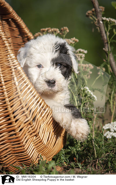 Old English Sheepdog Puppy in the basket / MW-16304