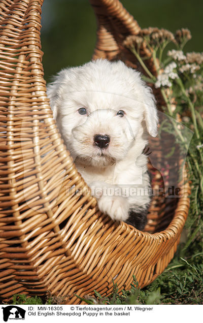 Old English Sheepdog Puppy in the basket / MW-16305