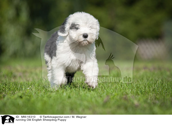 rennender Bobtail Welpe / running Old English Sheepdog Puppy / MW-16310