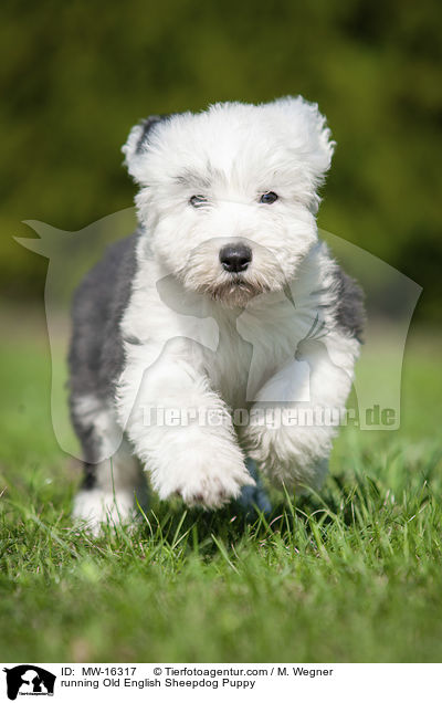 rennender Bobtail Welpe / running Old English Sheepdog Puppy / MW-16317