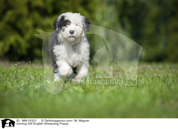 rennender Bobtail Welpe / running Old English Sheepdog Puppy / MW-16321