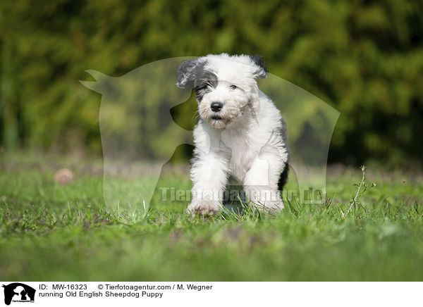 rennender Bobtail Welpe / running Old English Sheepdog Puppy / MW-16323