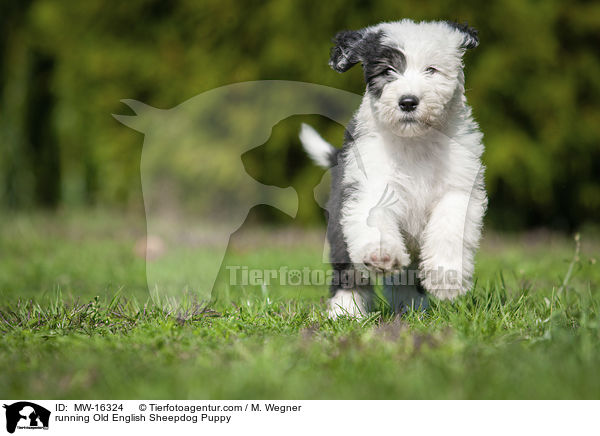 rennender Bobtail Welpe / running Old English Sheepdog Puppy / MW-16324