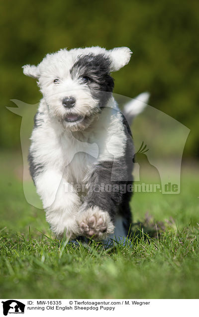 rennender Bobtail Welpe / running Old English Sheepdog Puppy / MW-16335