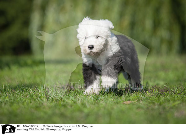 rennender Bobtail Welpe / running Old English Sheepdog Puppy / MW-16339