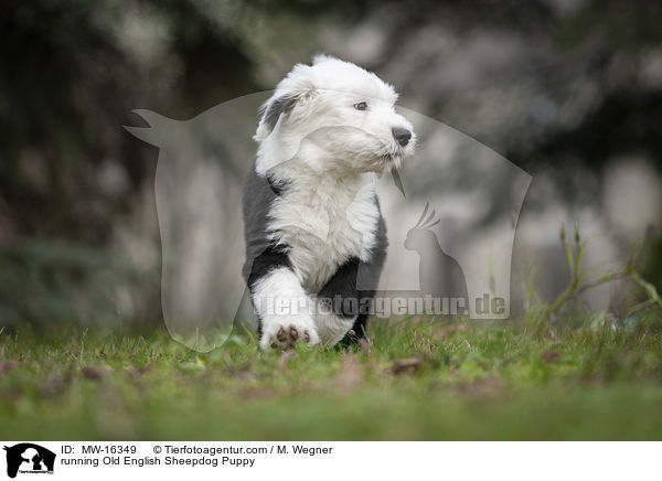 rennender Bobtail Welpe / running Old English Sheepdog Puppy / MW-16349