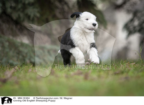 running Old English Sheepdog Puppy / MW-16364
