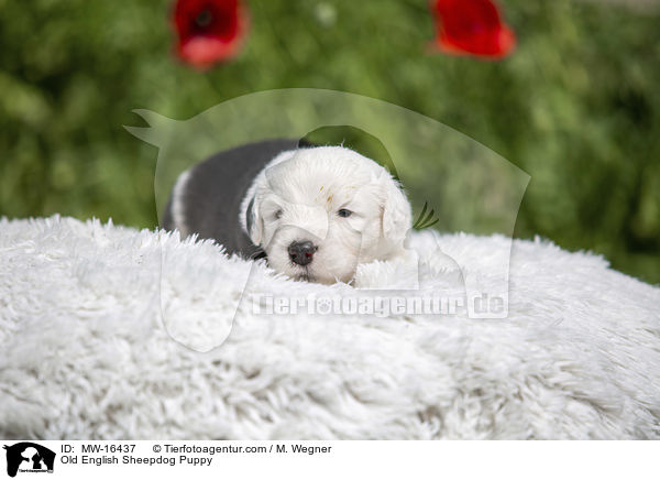 Bobtail Welpe / Old English Sheepdog Puppy / MW-16437