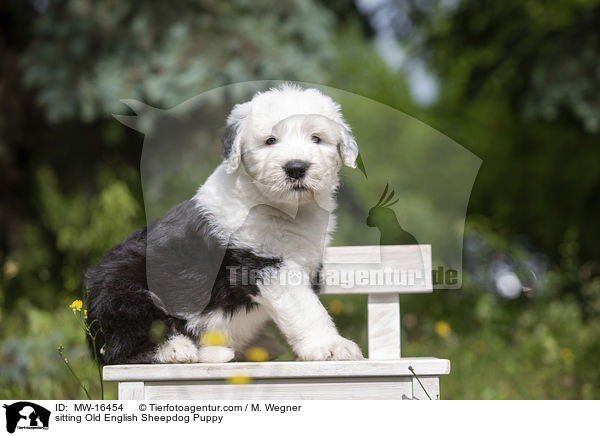 sitzender Bobtail Welpe / sitting Old English Sheepdog Puppy / MW-16454