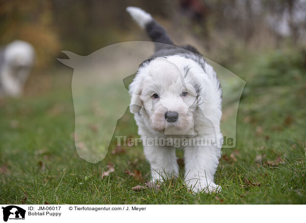 Bobtail Puppy / JM-06017