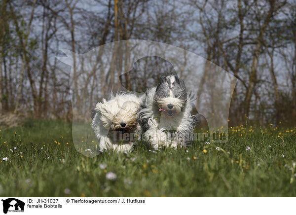 female Bobtails / JH-31037