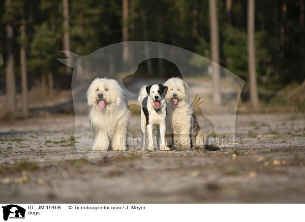 Hunde / dogs / JM-19468