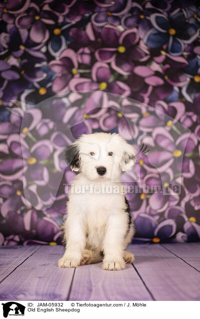 Bobtail Welpe / Old English Sheepdog / JAM-05932