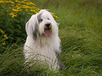 sitting Bobtail