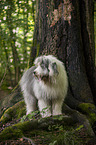 Bobtail in the forest