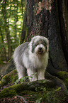 Bobtail in the forest