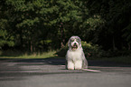 sitting Bobtail