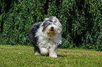 walking Old English Sheepdog