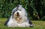 lying Old English Sheepdog