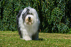 Old English Sheepdog