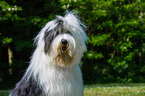 Old English Sheepdog Portrait