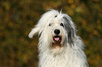 Old English Sheepdog Portrait