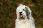 Old English Sheepdog Portrait