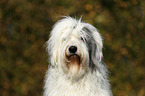 Old English Sheepdog Portrait