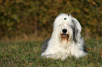 lying Old English Sheepdog