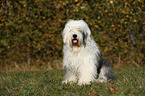 sitting Old English Sheepdog