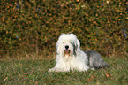 lying Old English Sheepdog