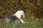 lying Old English Sheepdog