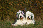 Old English Sheepdogs