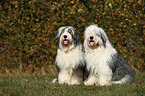 Old English Sheepdogs