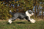 running Old English Sheepdog