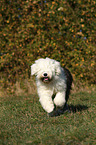 running Old English Sheepdog