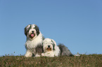 Old English Sheepdogs