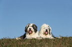 Old English Sheepdogs